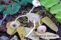 Leucoagaricus marriagei-amf2063